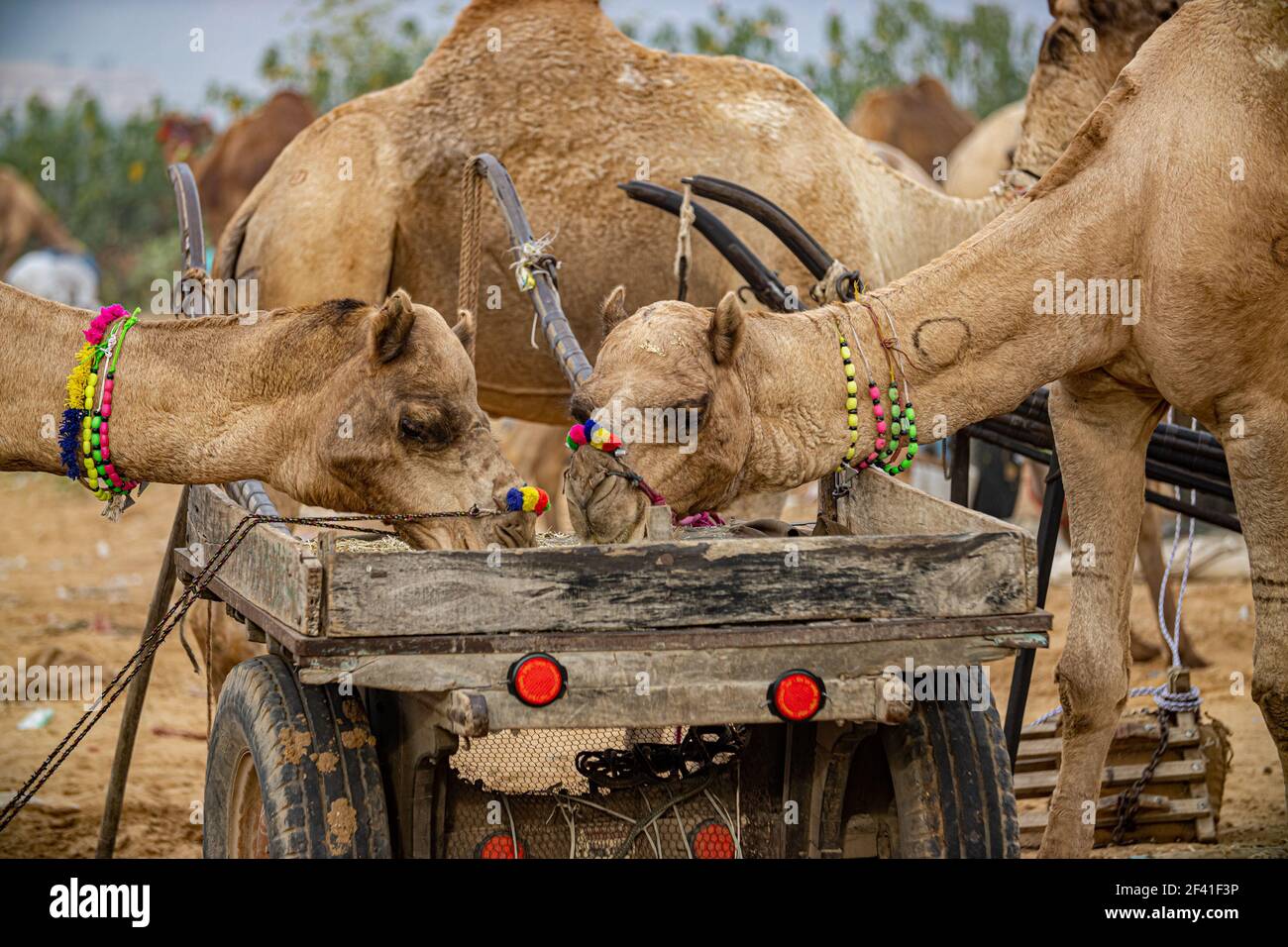 Camellos en la Feria Pushkar, también llamada la Feria Pushkar Camel o localmente como Kartik Mela es una feria anual de ganado de varios días y cultural celebrada en la ciudad de Pushkar Rajasthan, India. Foto de stock