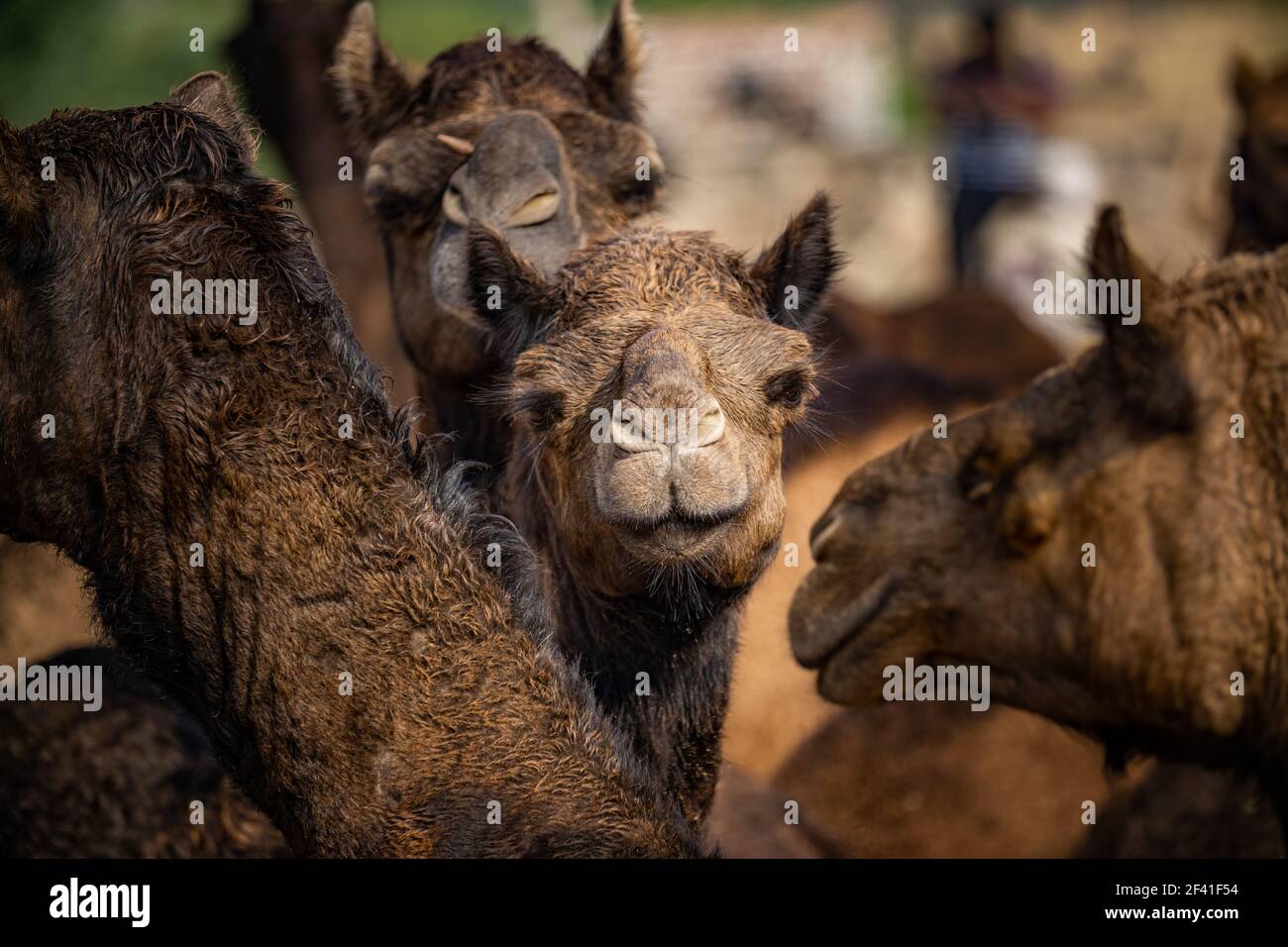 Camellos en la Feria Pushkar, también llamada la Feria Pushkar Camel o localmente como Kartik Mela es una feria anual de ganado de varios días y cultural celebrada en la ciudad de Pushkar Rajasthan, India. Foto de stock