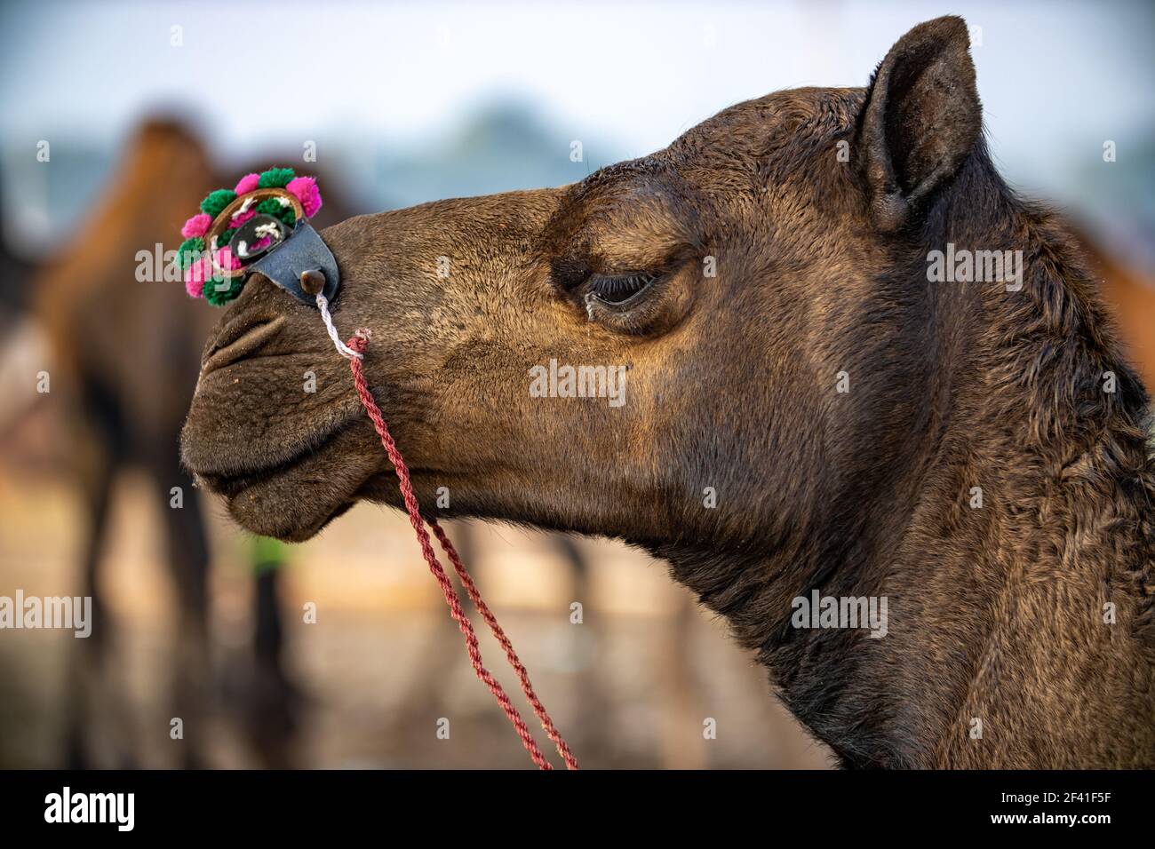 Camellos en la Feria Pushkar, también llamada la Feria Pushkar Camel o localmente como Kartik Mela es una feria anual de ganado de varios días y cultural celebrada en la ciudad de Pushkar Rajasthan, India. Foto de stock