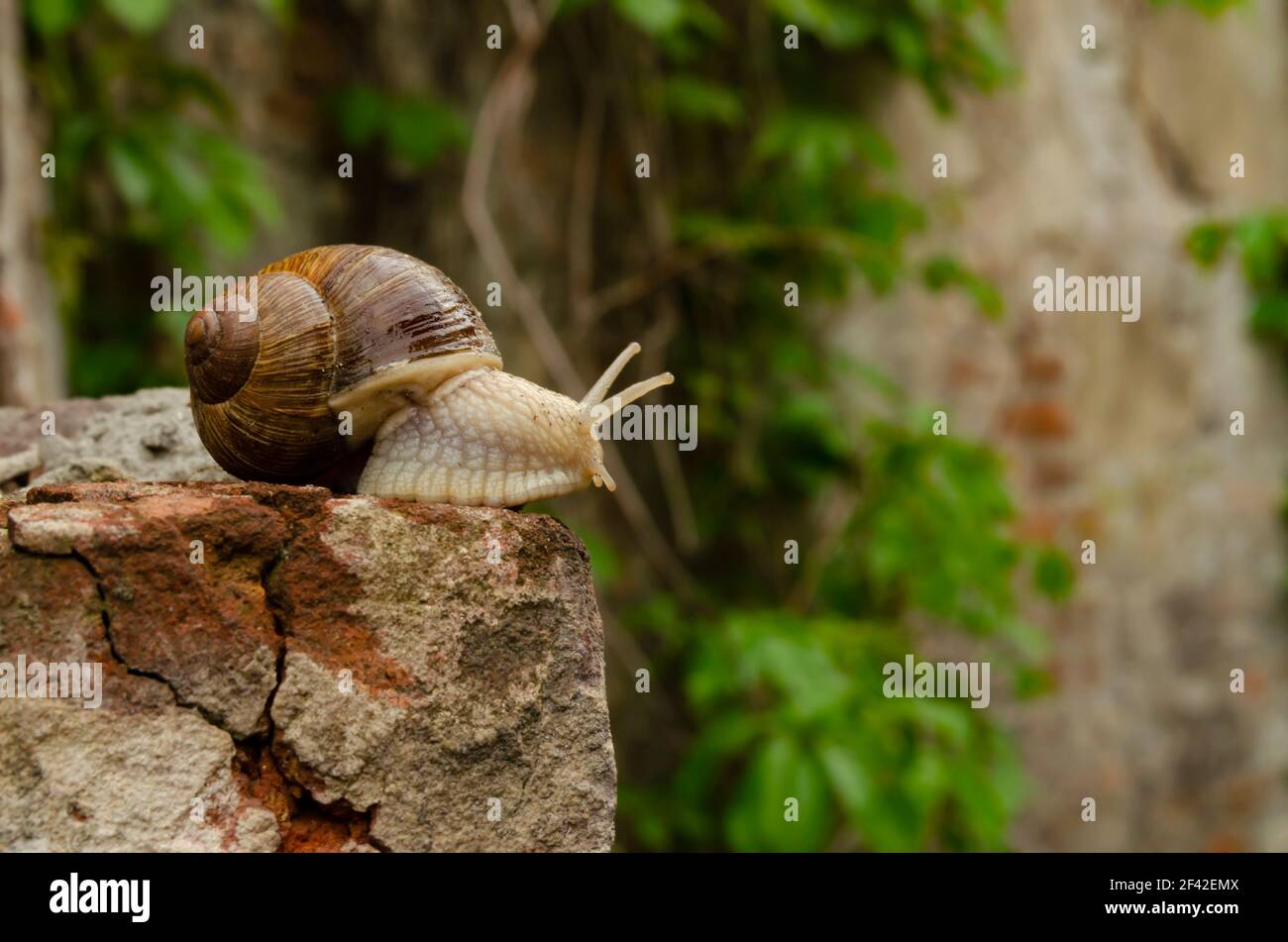 Caracol sobre los ladrillos de un edificio. El caracol sobre el acantilado parece pensativamente lejos. El concepto de inevitabilidad, dificultad de elección, insurmoun Foto de stock