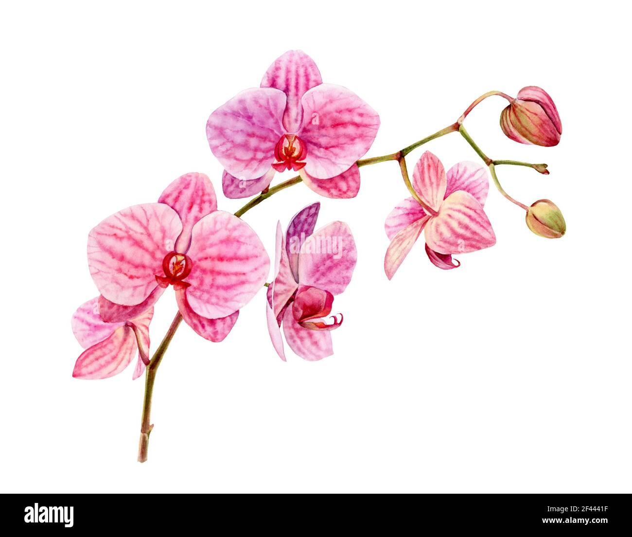 Orquídea acuarela. Flor rosada grande y brotes en la rama. Colorida planta  tropical en flor aislada sobre blanco. Ilustración botánica realista  Fotografía de stock - Alamy