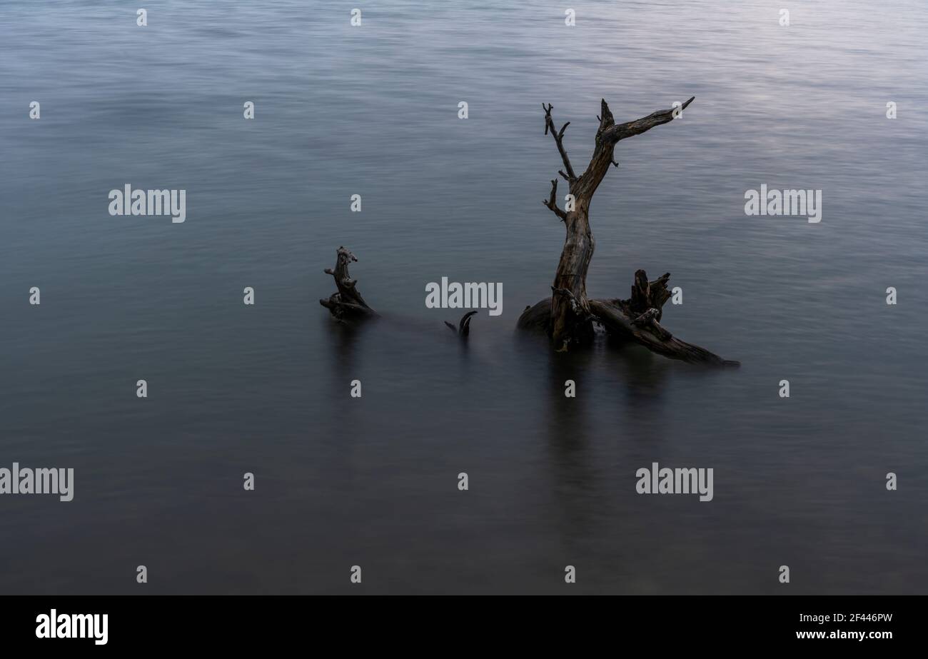 Tronco de árbol en el agua en Hövsgöl Nuur en Mongolia durante la puesta de sol a última hora de la noche. Foto de stock