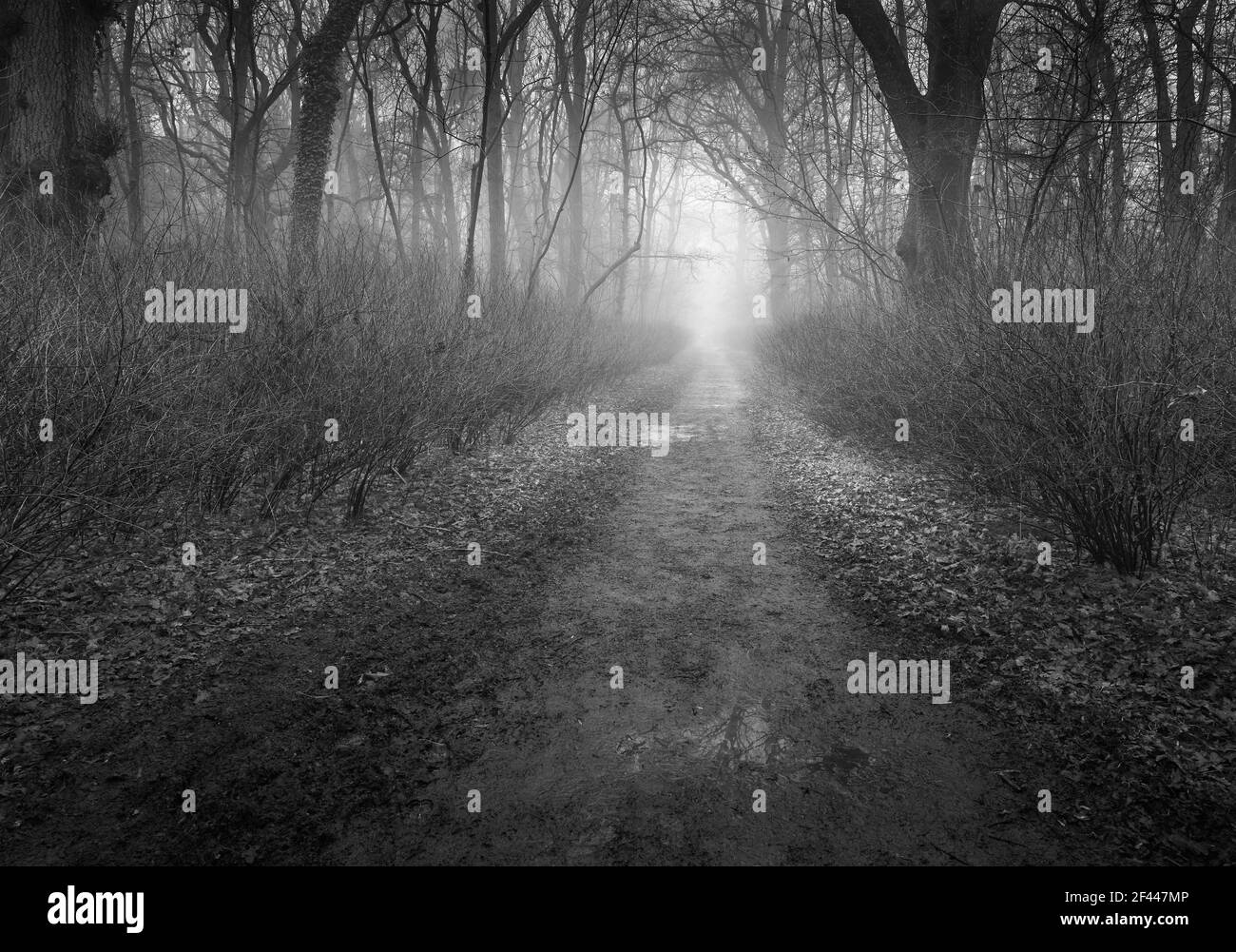 Luz de la mañana en un bosque. Foto de stock