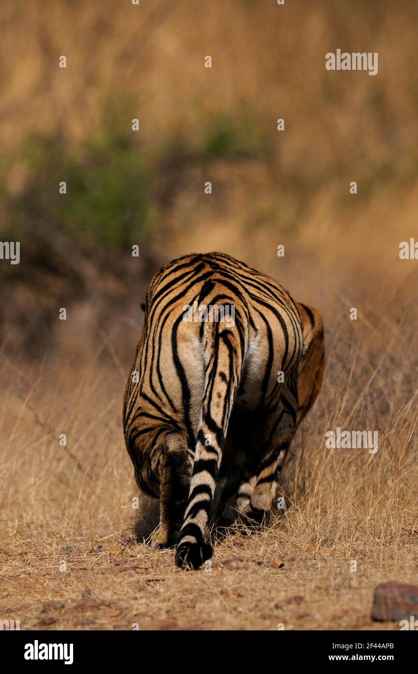 Alerta al acecho del tigre lejos en las hierbas secas de los bosques secos deciduos de la reserva de tigres de Ranthambore Foto de stock