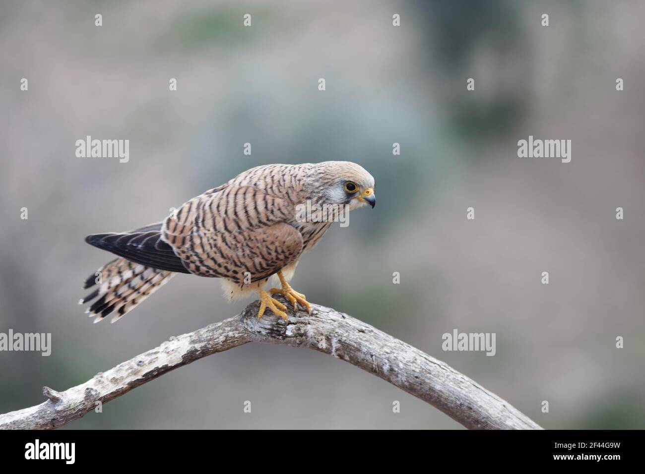 Menor Kestrel (Falco naumanni) Mujer Extremadura, España BI002680 Foto de stock