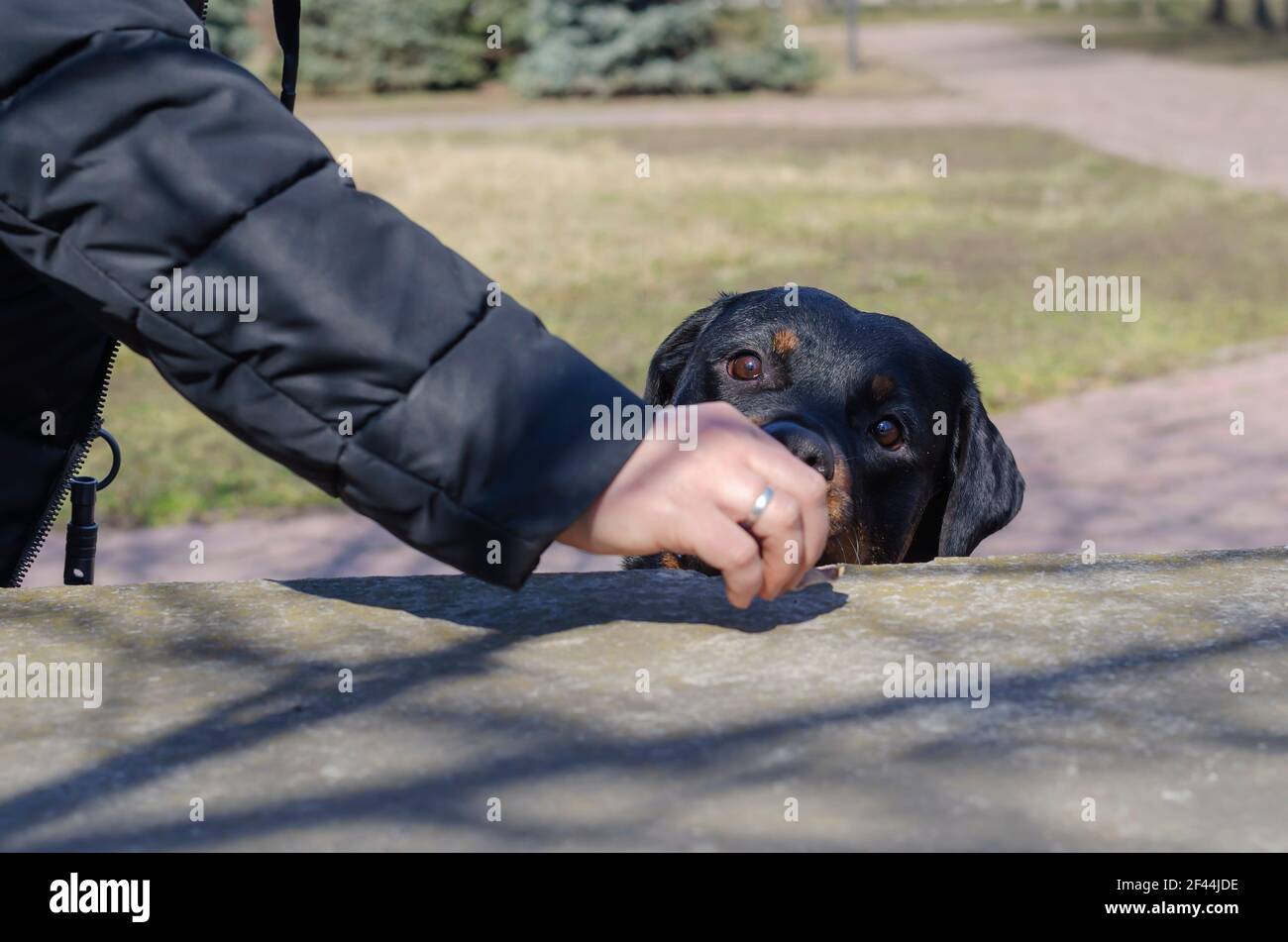 Una mujer trata a un Rottweiler de pie detrás de un parapeto de hormigón con manjares. La mano alimenta a la mascota con sacudidas de carne seca. Caminar al perro al sol Foto de stock