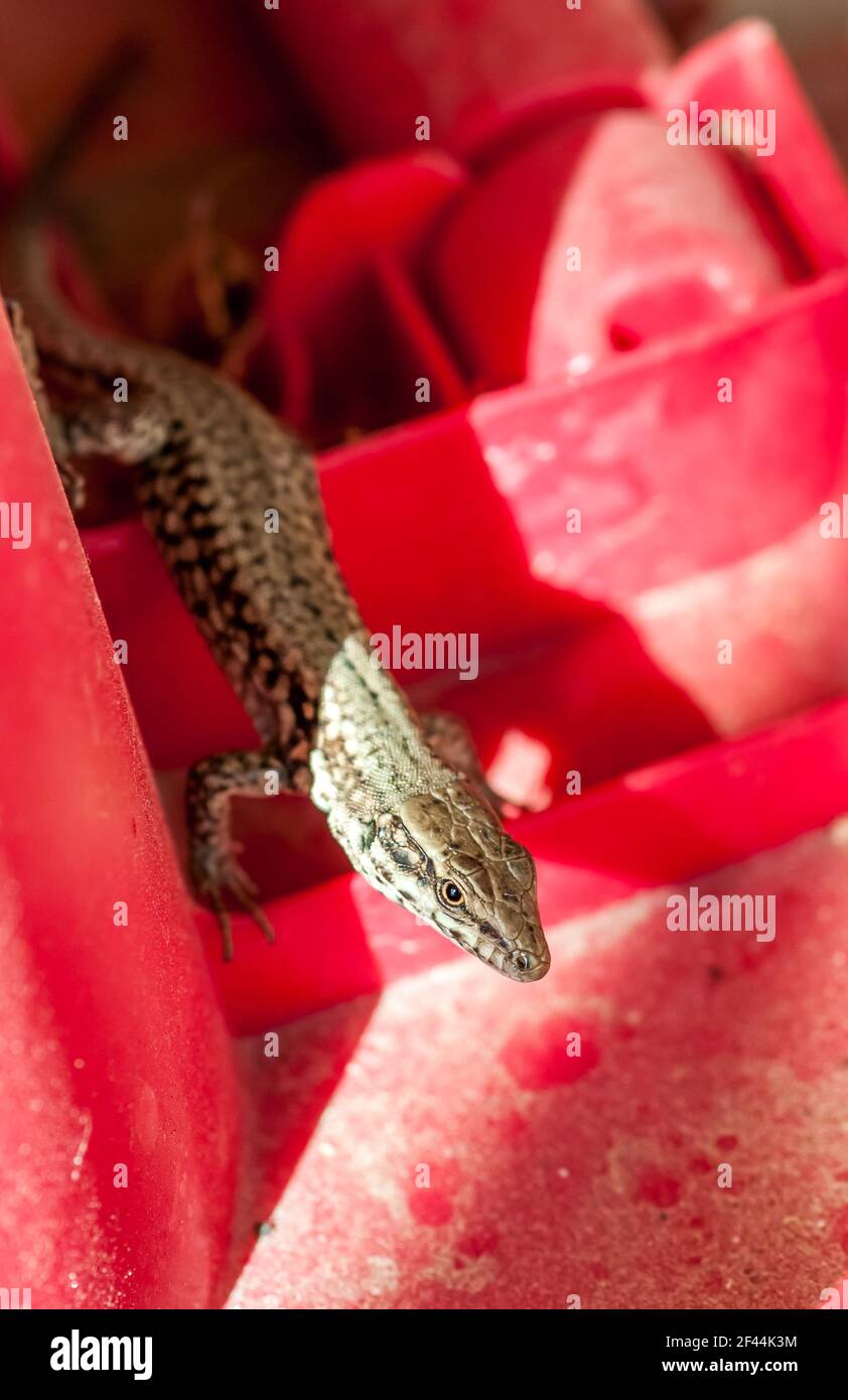 Un pequeño lagarto que sale para calentarse en el sol de verano Foto de stock