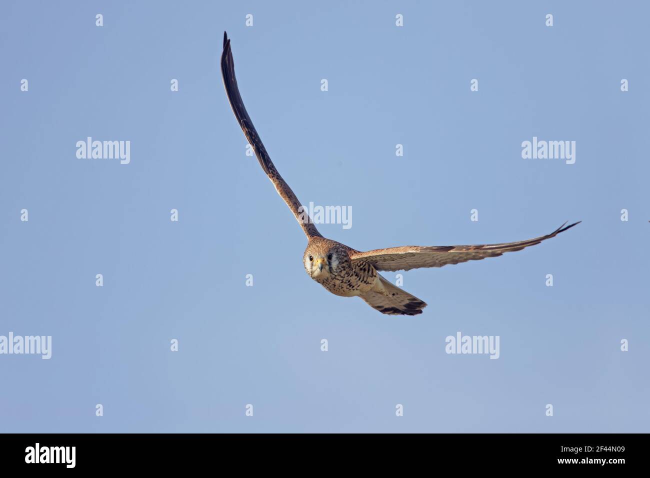 Menor Kestrel - Mujer en vuelo Falco naumanni Extremadura, España BI009442 Foto de stock