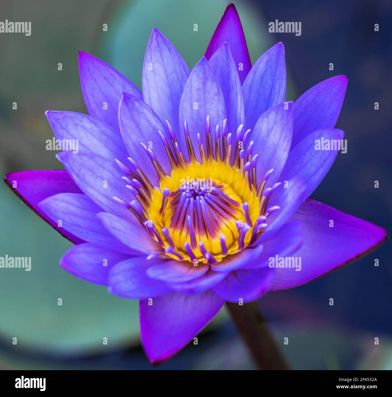 Una hermosa flor de loto en flor Fotografía de stock - Alamy Una hermosa flor de loto en flor Fotografía de stock - Alamy