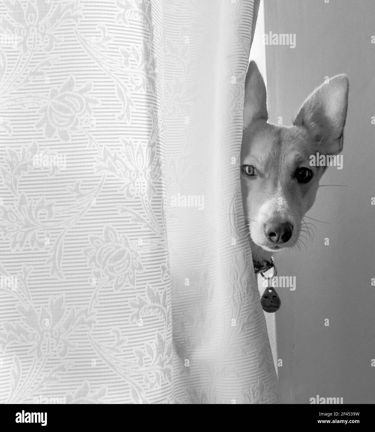 Un perro pequeño - una cruz Jack Russell / Corgi (A Cojack) se desliza de detrás de una cortina (Reino Unido) (B&W) Foto de stock