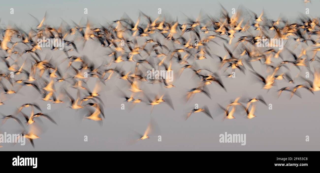 Migración de aves playeras a lo largo de la costa del Golfo de México al atardecer, Galveston, Texas, EE.UU. Foto de stock