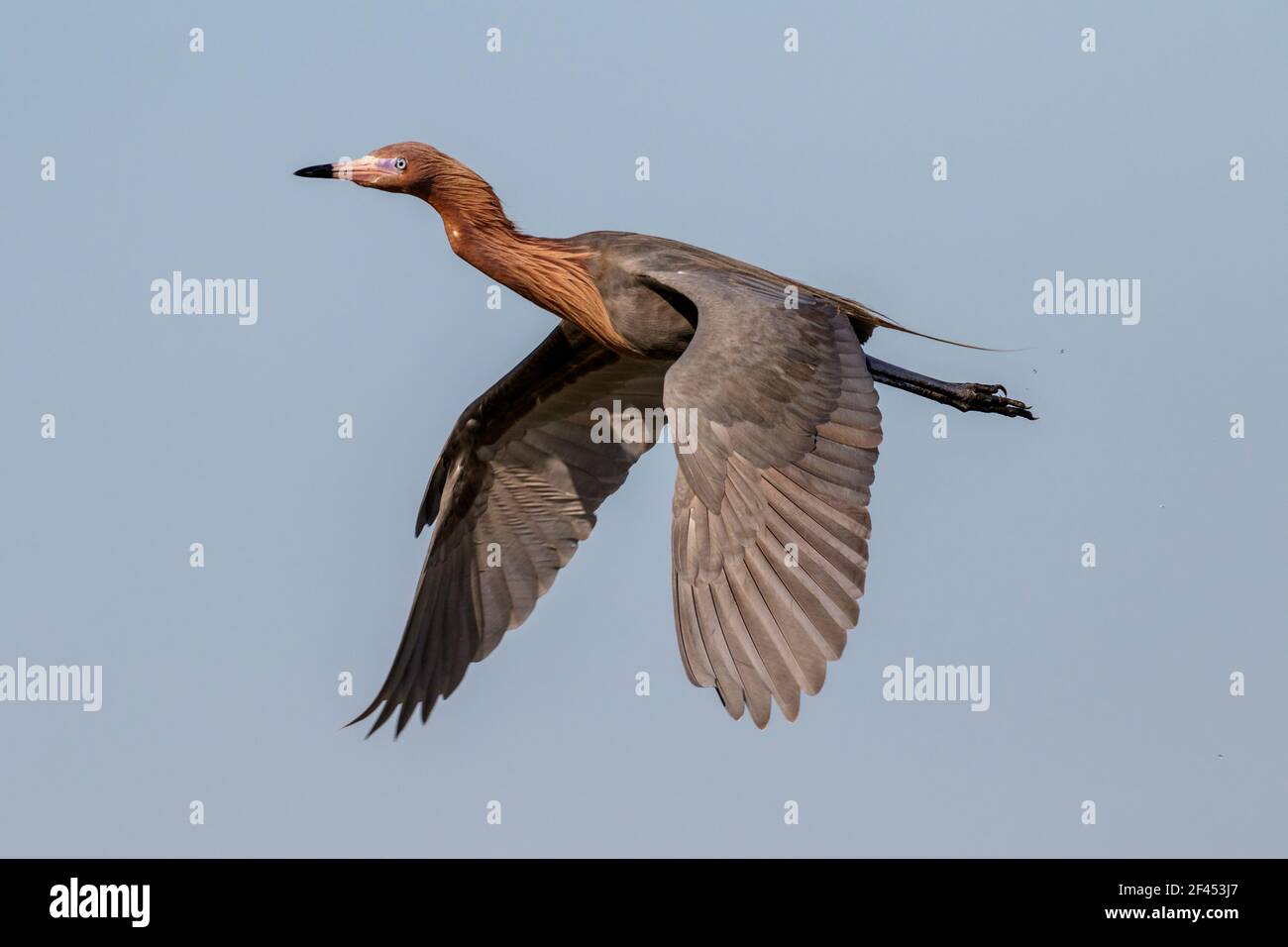 Garza rojiza (Egretta rufescens) volando en el cielo azul, Galveston, Texas, EE.UU. Foto de stock