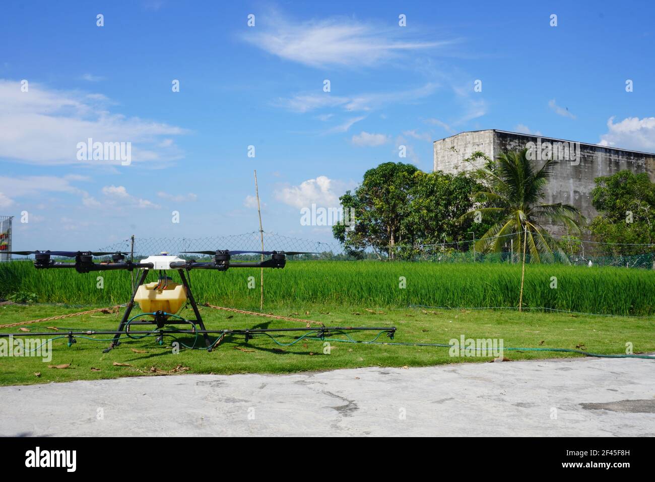 Agricultura Los aviones no tripulados vuelan para rociar fertilizante en los arrozales de Alor Setar, Kedah. Foto de stock