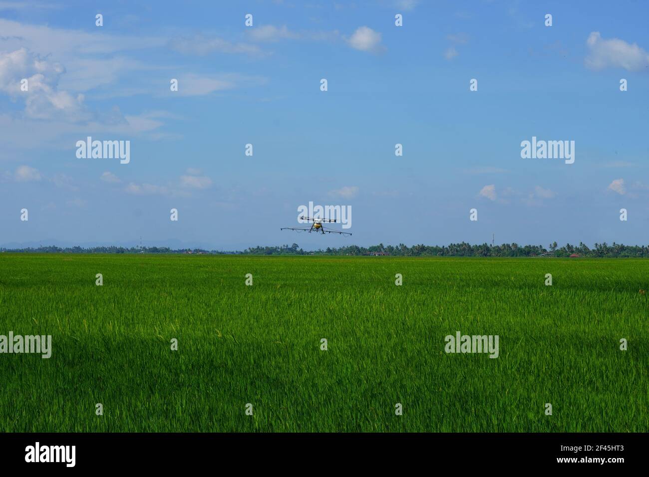 Agricultura Los aviones no tripulados vuelan para rociar fertilizante en los arrozales de Alor Setar, Kedah. Foto de stock