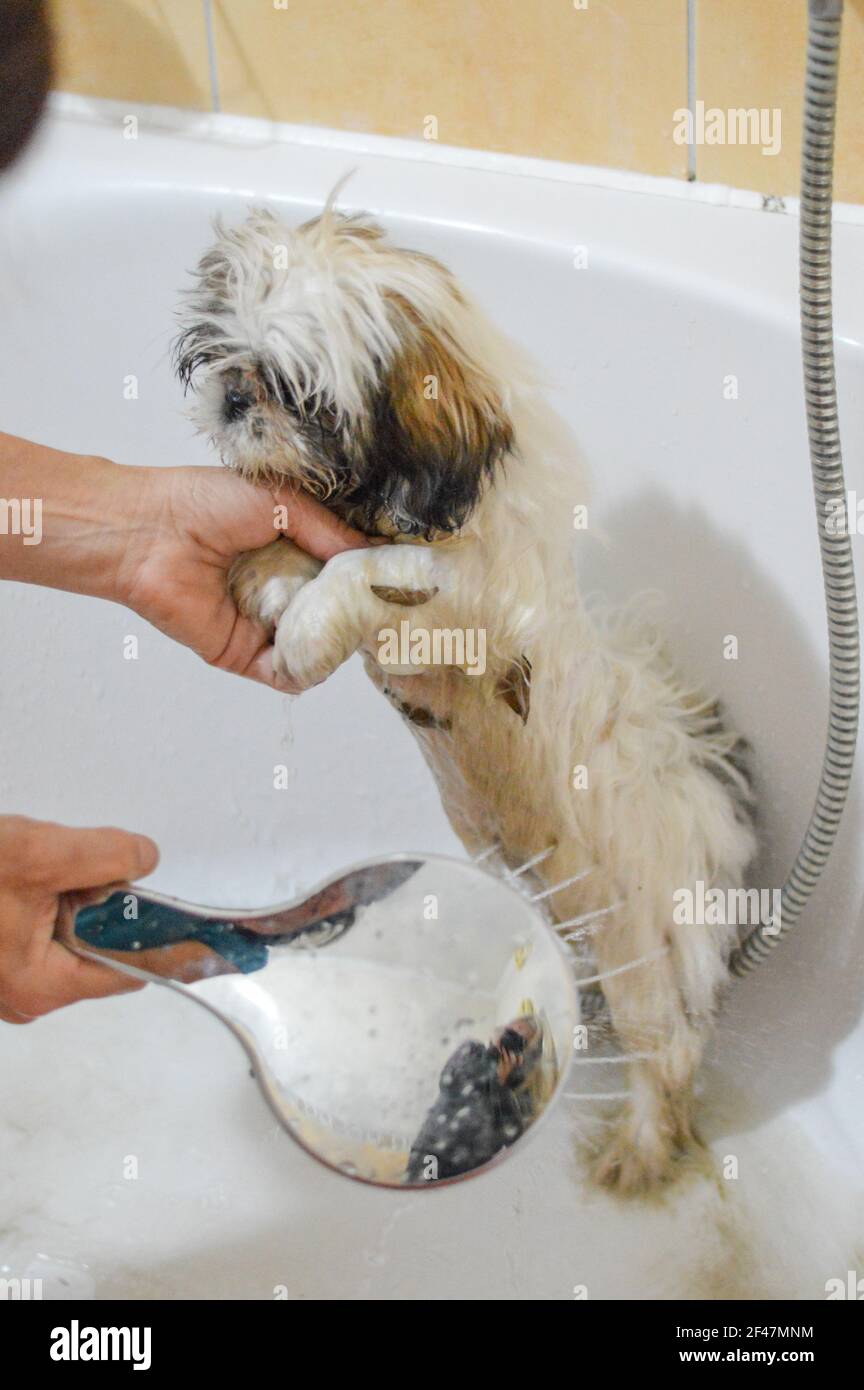 Un cachorro de Shih Tzu que está siendo bañado por su dueño s tub  Fotografía de stock - Alamy