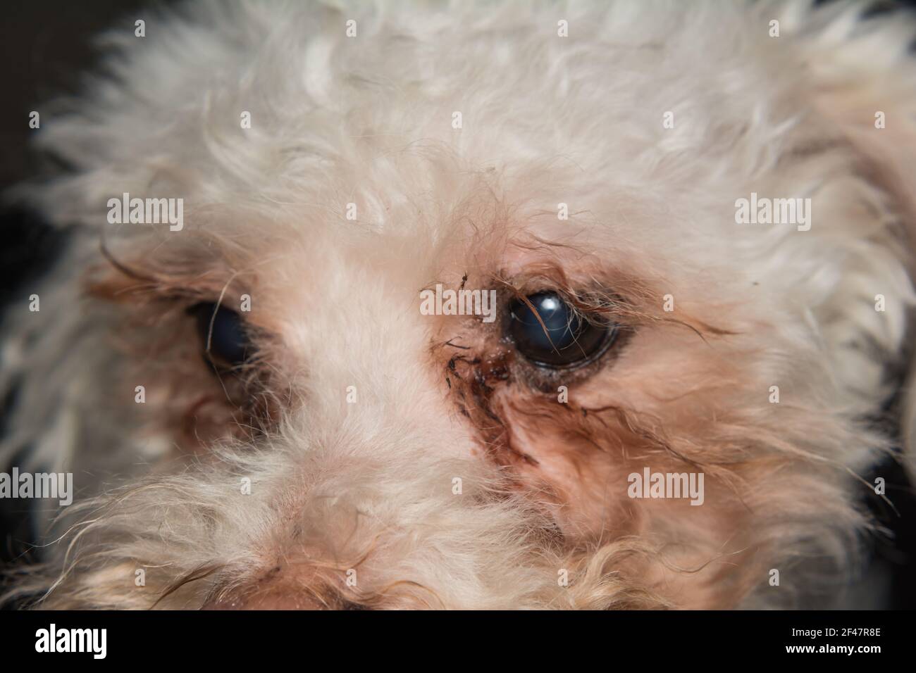 perro blanco con malassezia pachydermatis alrededor de los ojos Fotografía  de stock - Alamy