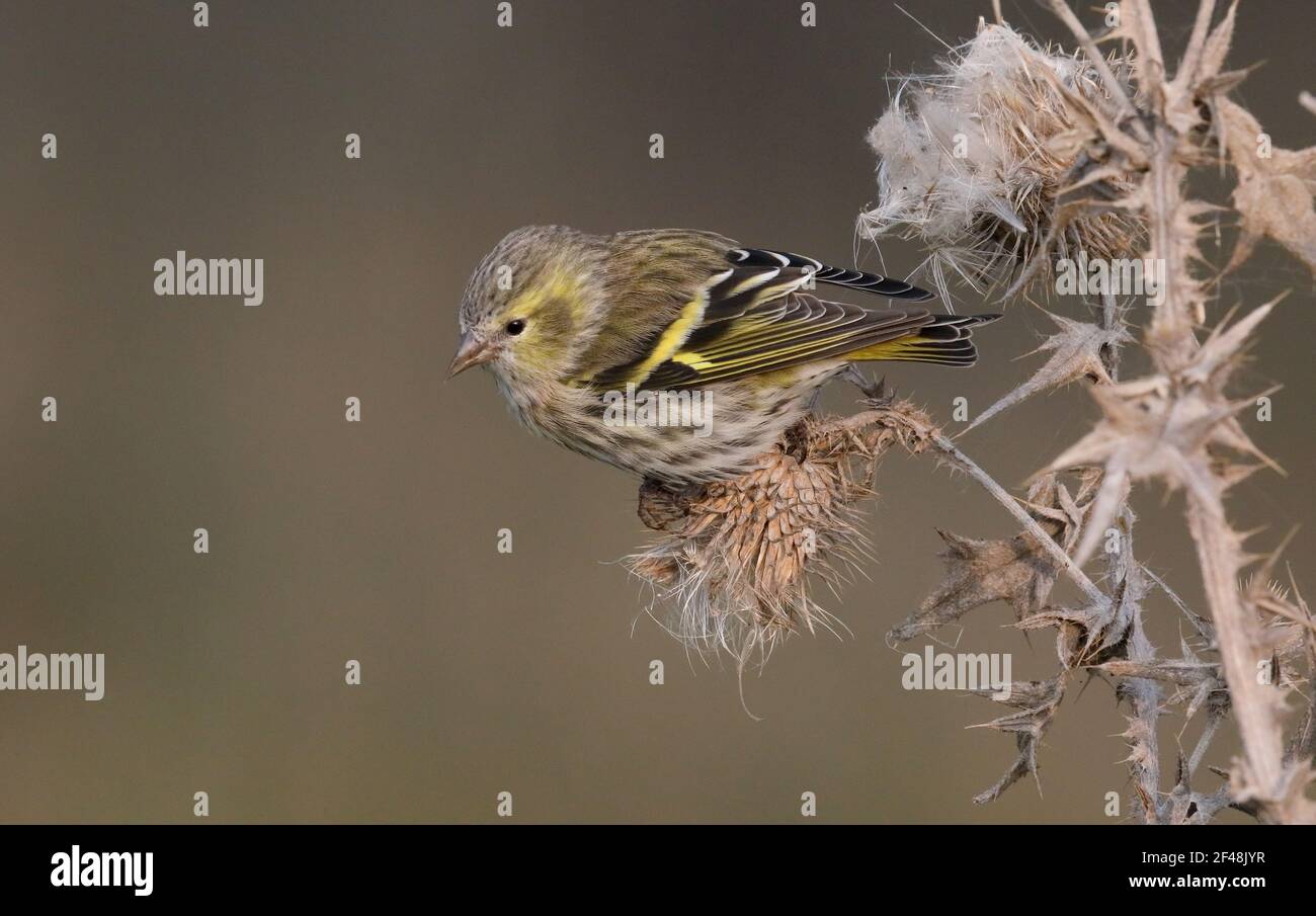 Siskin sentado en el cardo en otoño comiendo semilleros Foto de stock