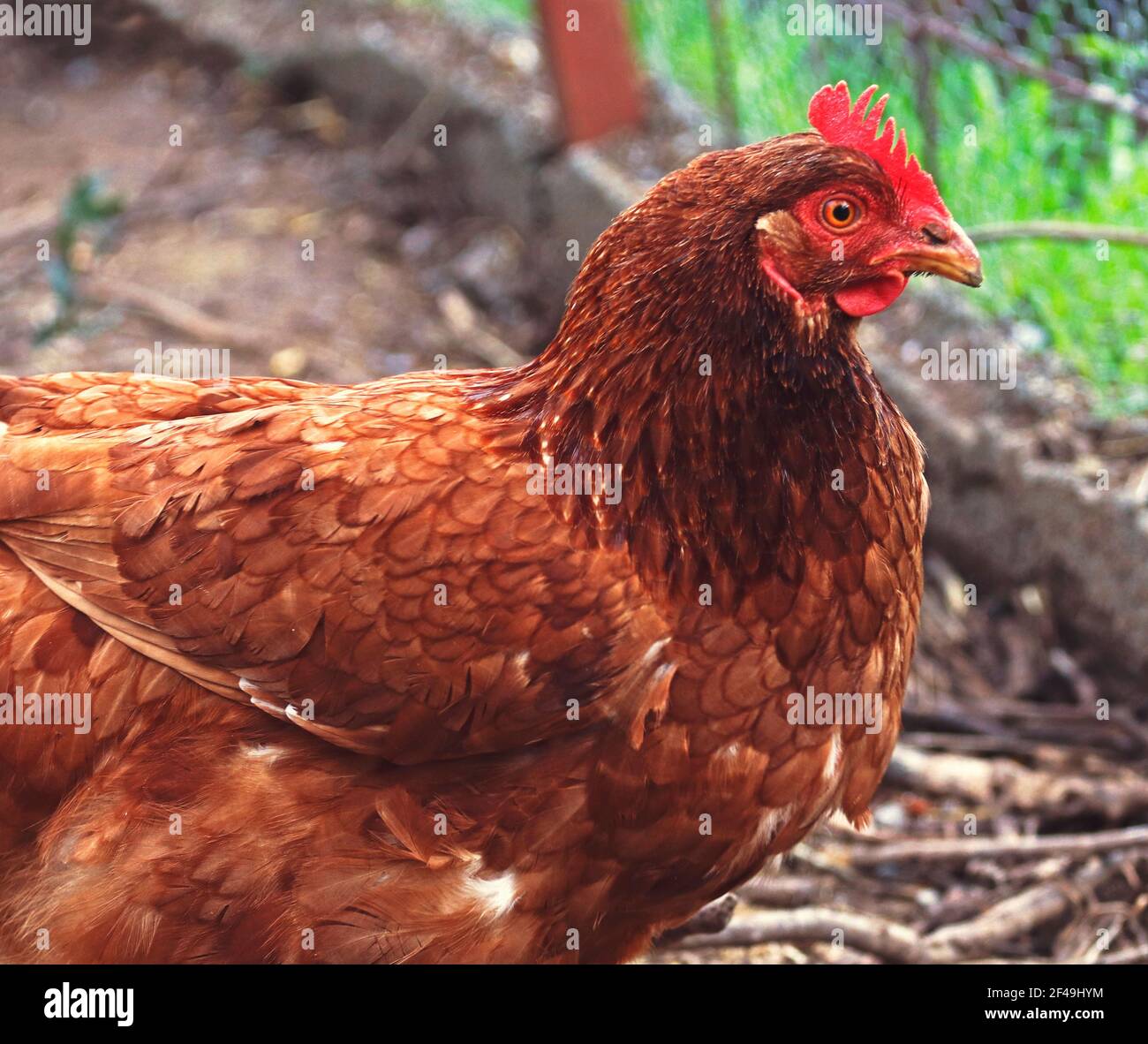Un primer plano de un pollo marrón ISA en un gallina de gallina Foto de stock