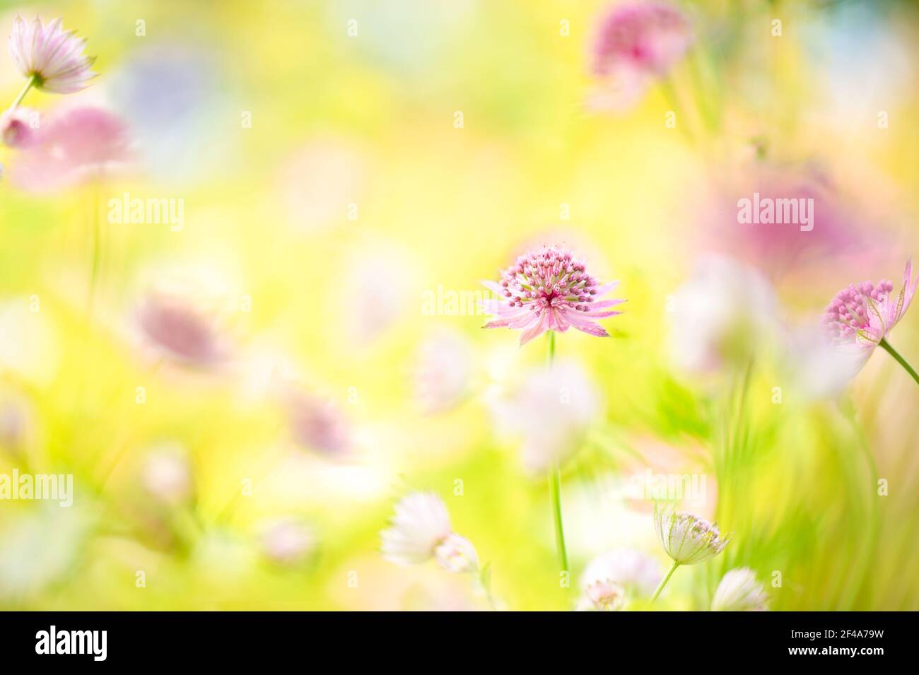 Un bonito retrato de cerca de una sola flor rosa de Astrantia 'Roma' rodeado por un fondo borroso de flores de Astrantia. Foto de stock