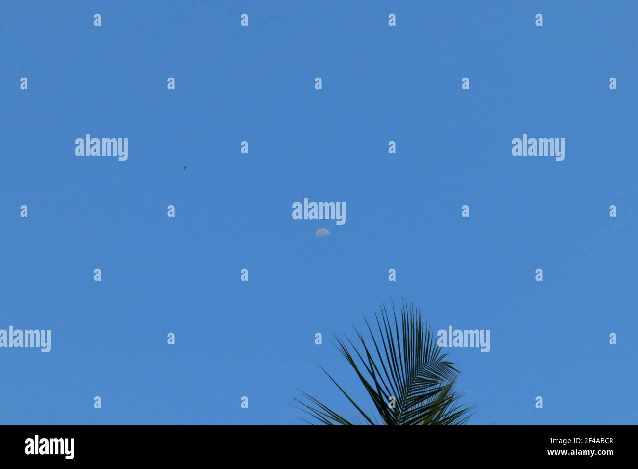 Vista de una rama de un cocotero y pájaro, en fondo la luna brilla en el cielo azul al sol día Foto de stock