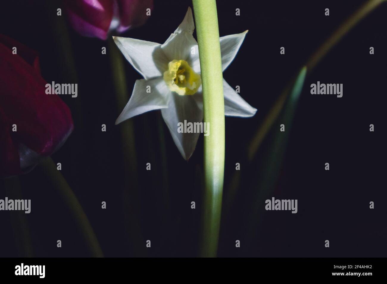 Primer plano de flor floreada de Narcissus (Daffodil) flor con tallo en la noche en primavera. Composición de la foto oscura y moody con enfoque selectivo Foto de stock