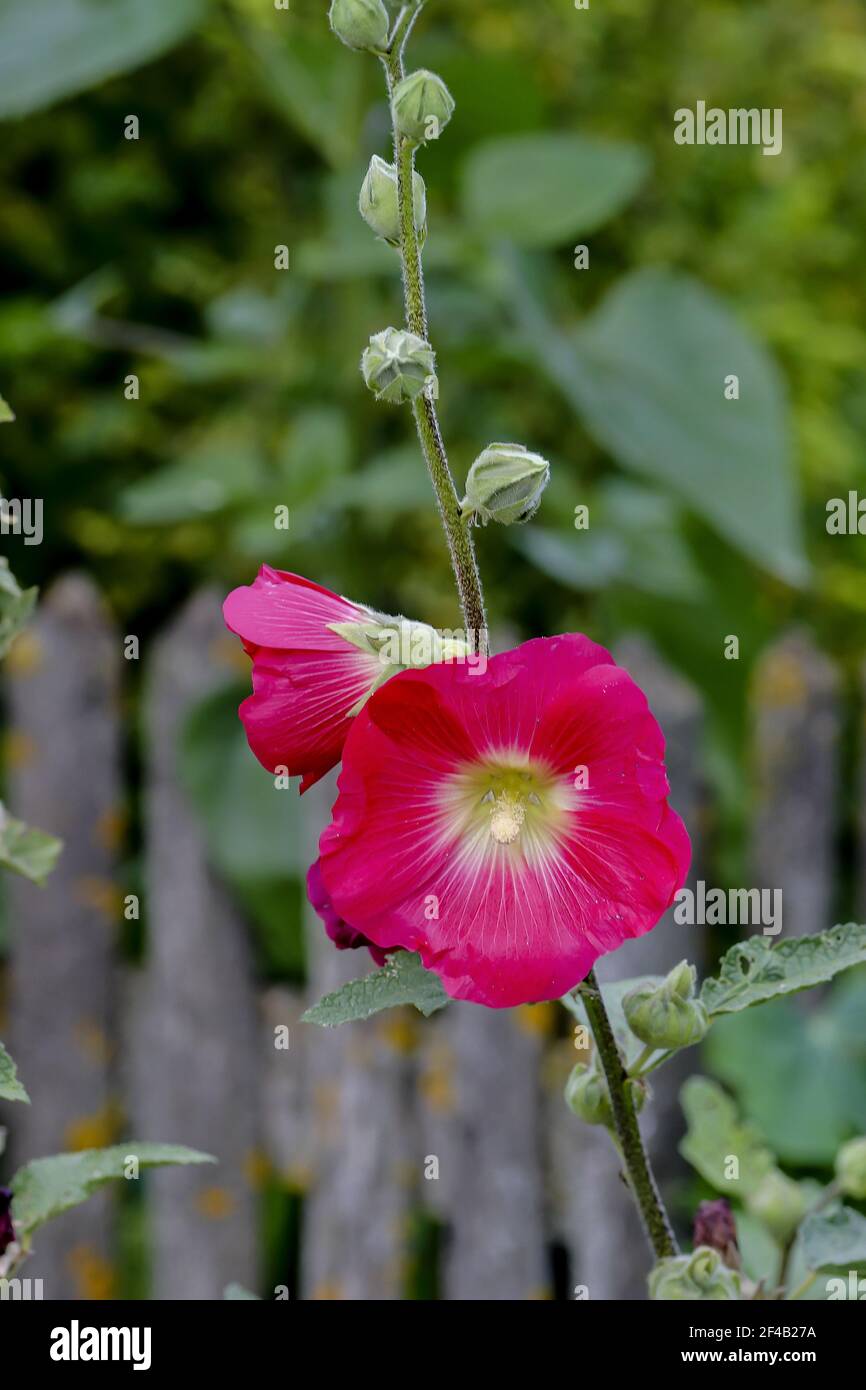 Flor roja del Hollyhock - Alcea rosea - en el verano, Baviera, Alemania,  Europa Fotografía de stock - Alamy