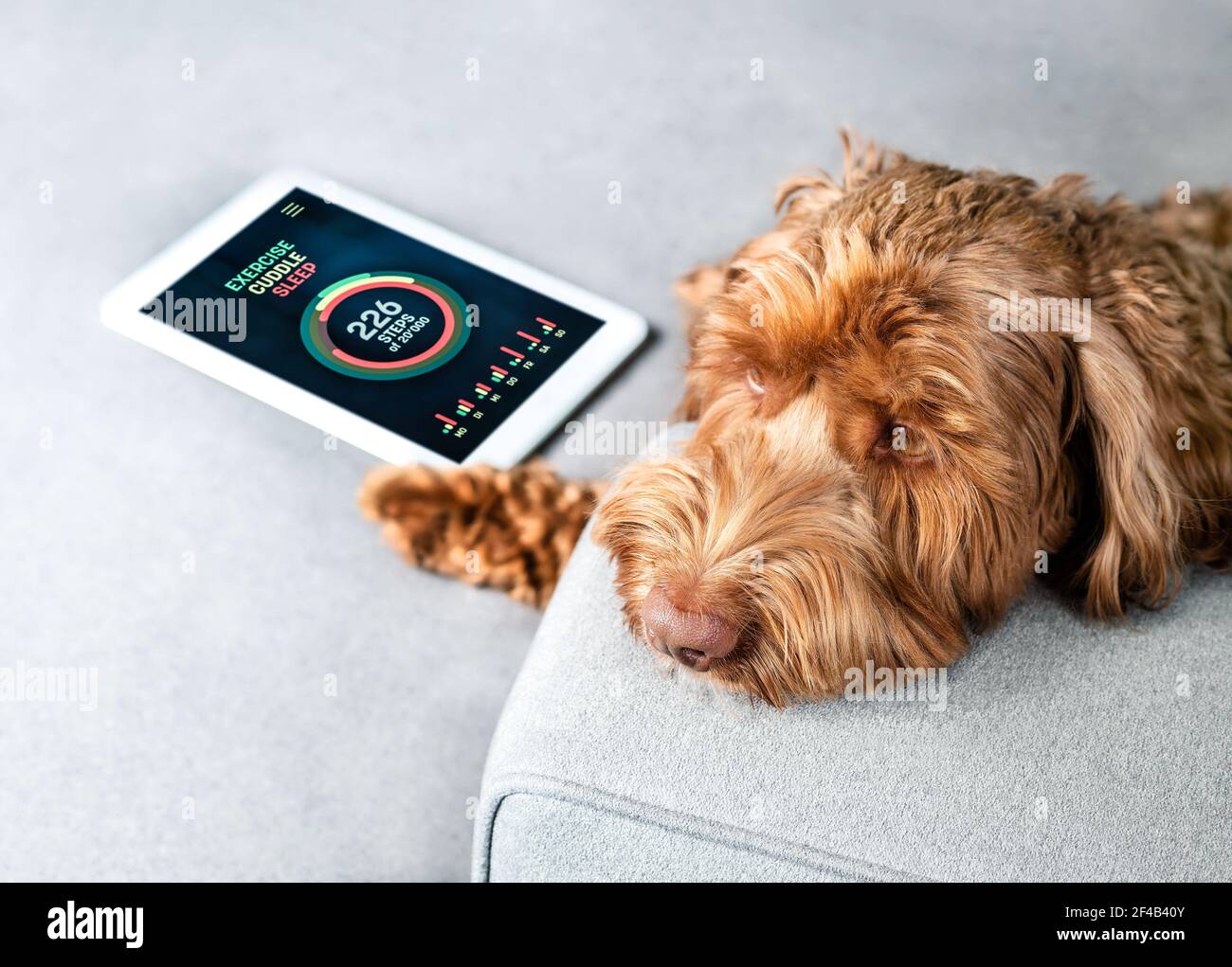 Perro de Labradoodle con la pantalla de la aplicación de fitness en la tableta. Actividad temática de mascotas o concepto de aplicación de seguimiento cardiovascular. Triste comportamiento del perro. Foto de stock