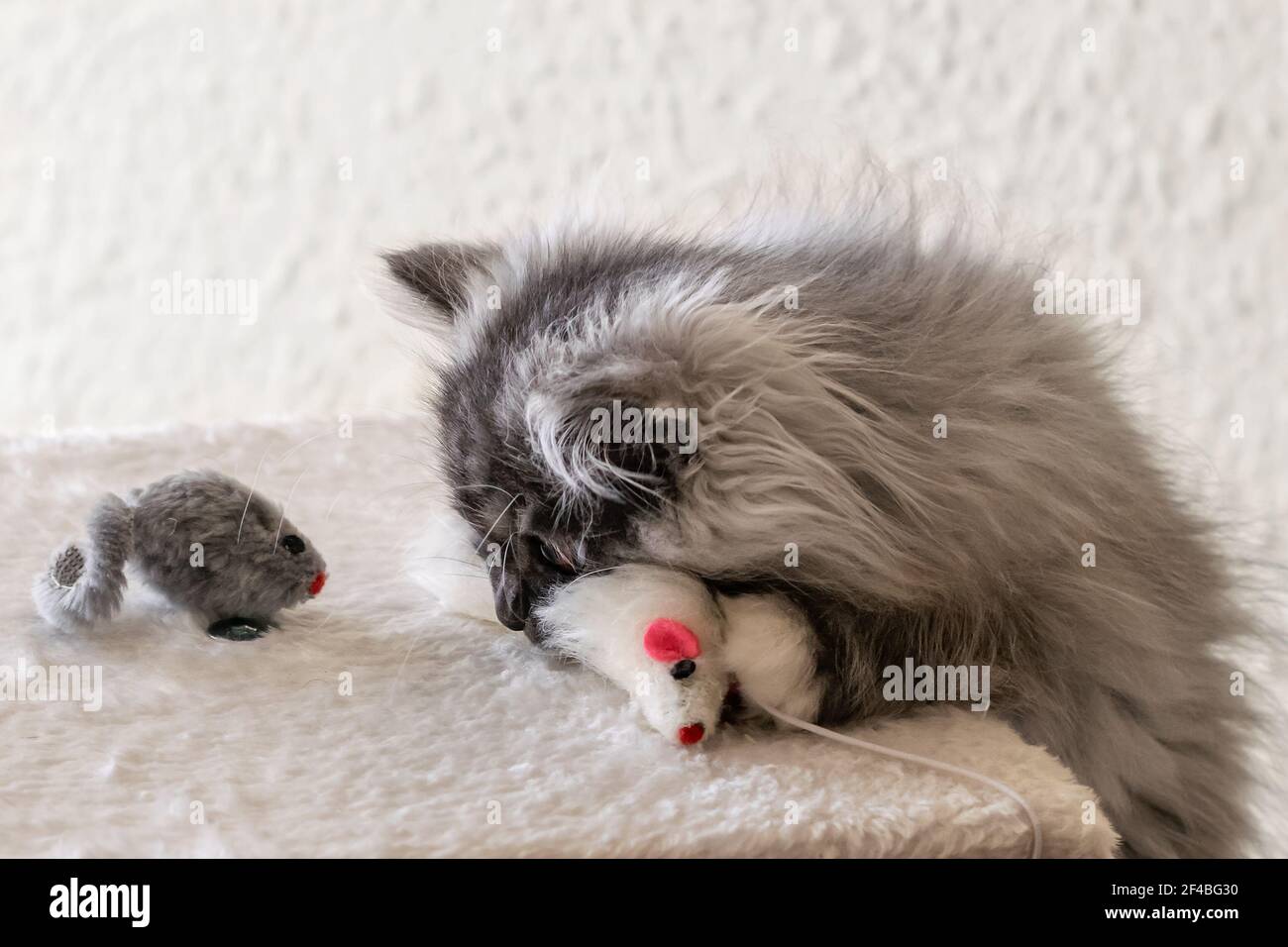 Gris turco angora gatito mirando ratón juguete en el ambiente de casa. Gatito gris jugando.día Mundial de mascotas. Foto de stock