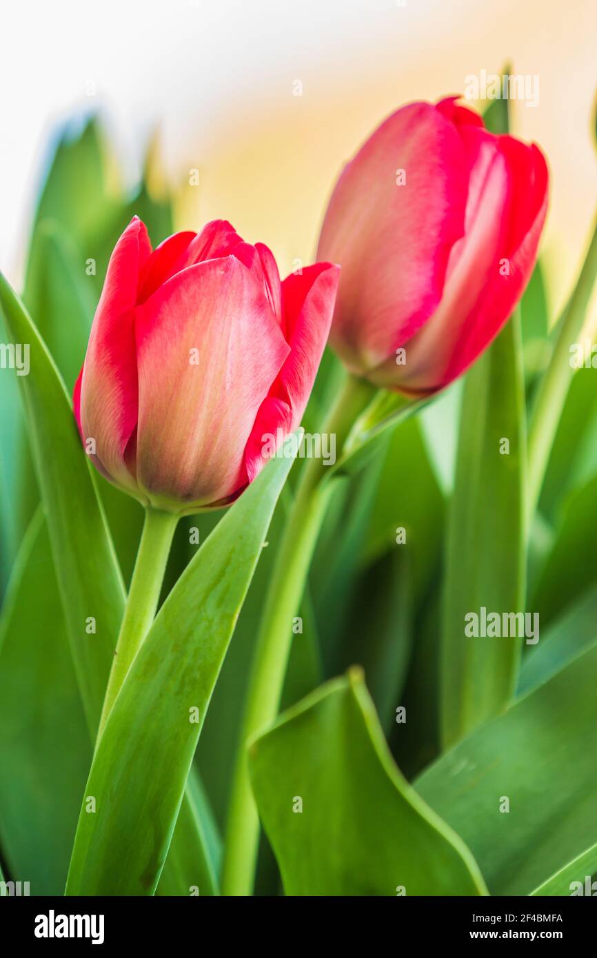Dos plantas de tulipanes en primavera. Flores de jardín en flor temprana en detalle con flores rojas con pétalos y tallos de flores. Flor de tulipán ligeramente abierta Fotografía de stock - Dos plantas de tulipanes en primavera. Flores de jardín en flor temprana en detalle con flores rojas con pétalos y tallos de flores. Flor de tulipán ligeramente abierta Fotografía de stock -