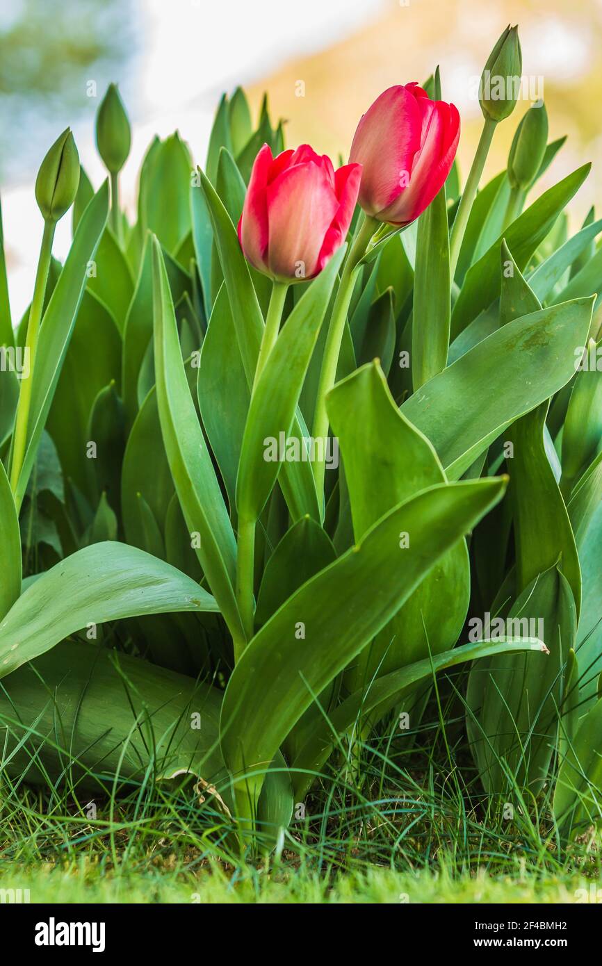 Tulipanes rojos en primavera. Plantas de jardín en el sol. Flores tulipanes en el patio delantero. Varias flores con pétalos verdes y tallos de flores. Flores Foto de stock