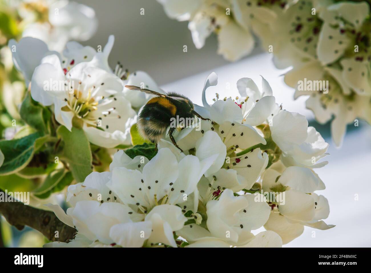 Insecto abejorro en flores blancas de manzano. Rama con manzana florece en primavera bajo el sol. Flores abiertas con pétalos, tallos de flores Foto de stock