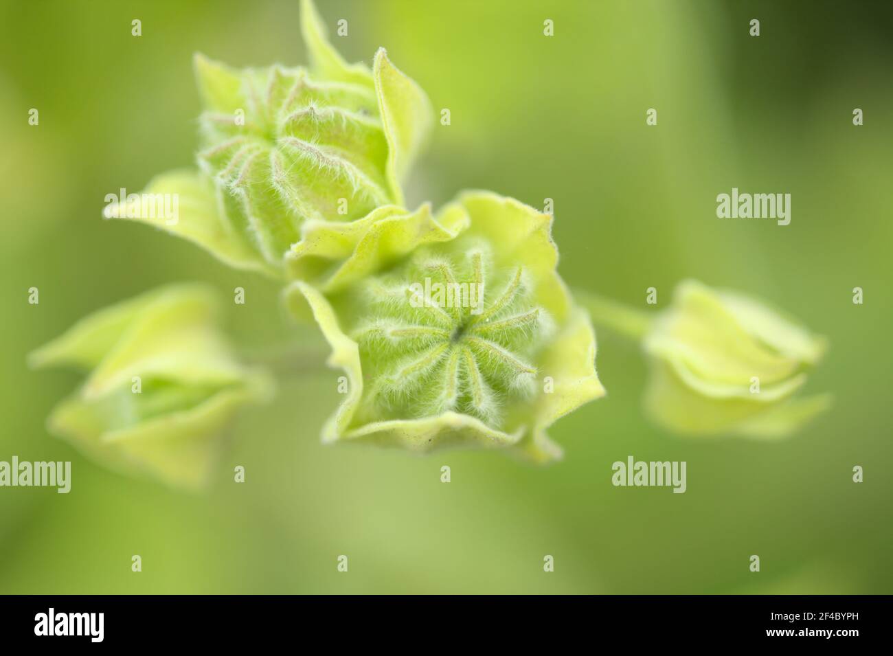 Flora de Gran Canaria - Abutilon grandifolium, el malecón de la India, especies invasivas naturales macro fondo floral Foto de stock