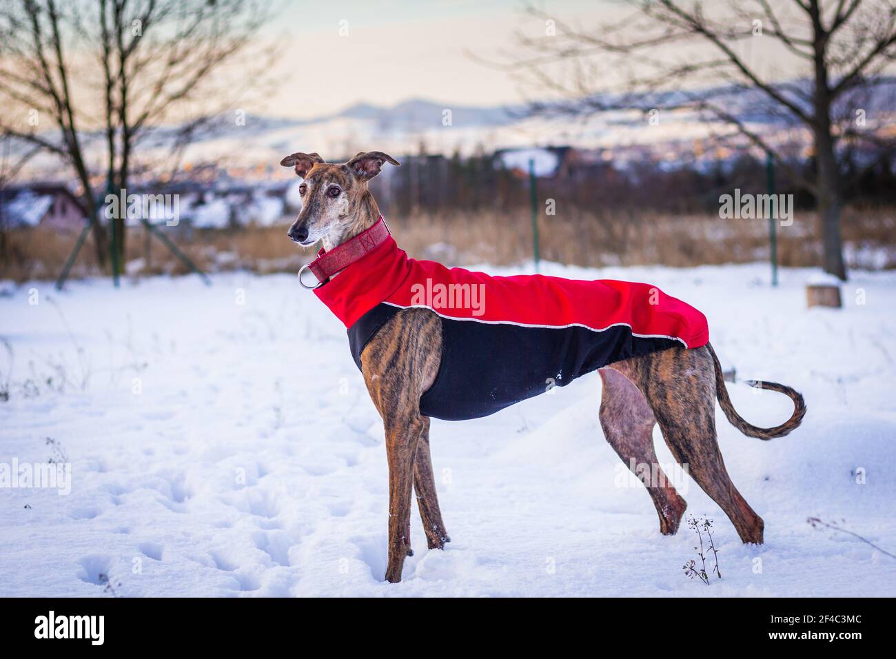 Galgos en ropa de mascotas. Galgo español al aire libre en la nieve en  invierno Fotografía de stock - Alamy