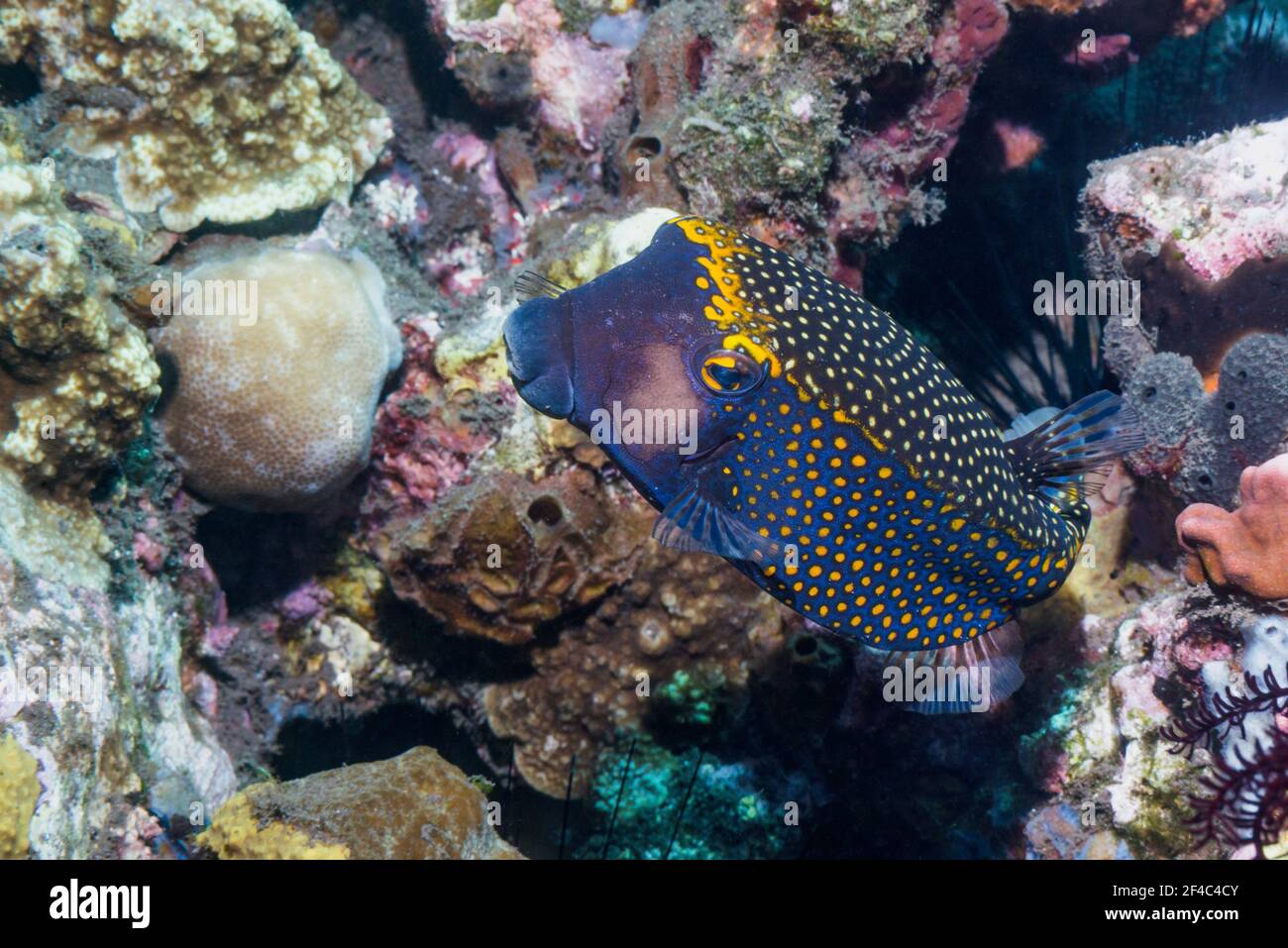 Pez bóxel o pez trunkfish manchado [Ostracion meleagris]. Tulamben, Bali, Indonesia. Foto de stock