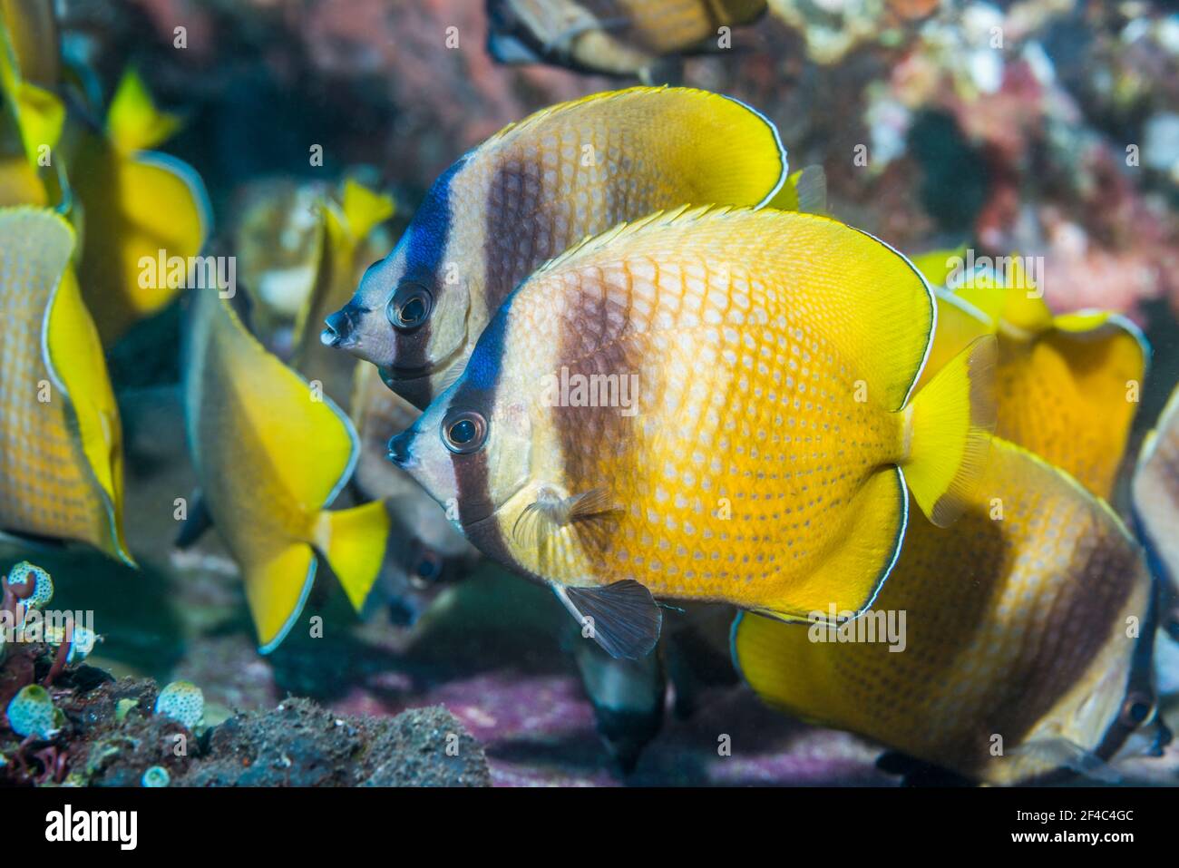 El Butterflyfish de Klein [Chaetodon kleinii] se alimenta de huevos de sargento mayor. Bali, Indonesia. Foto de stock