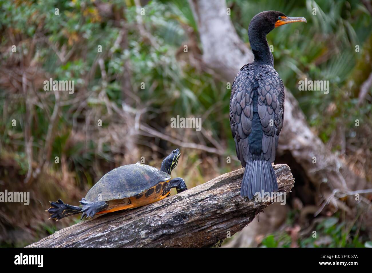 Un cormorán de doble cresta y una tortuga encaramada en un tronco. Foto de stock