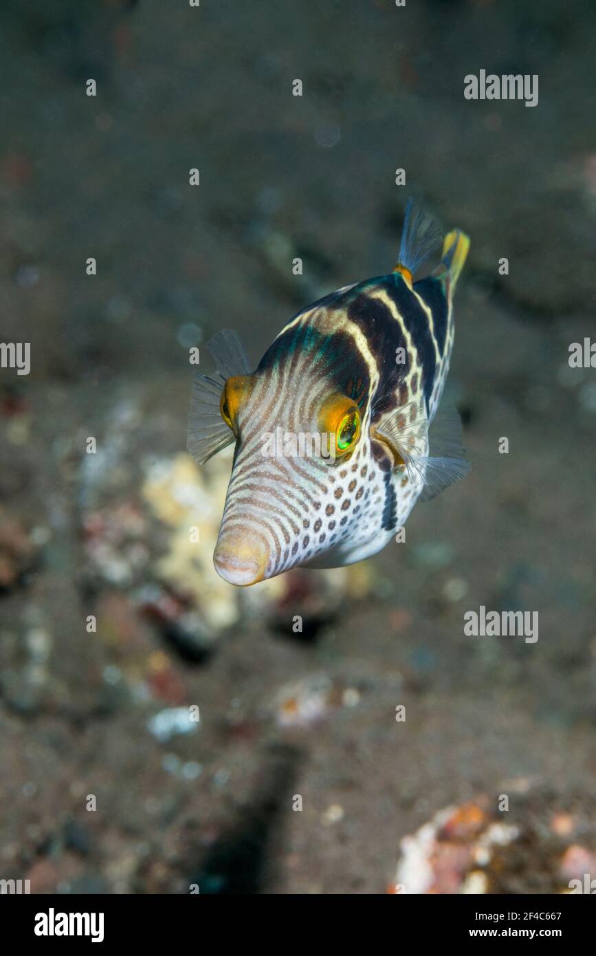 toby negro (Canthigaster valentini). Tulamben, Bali, Indonesia. Foto de stock