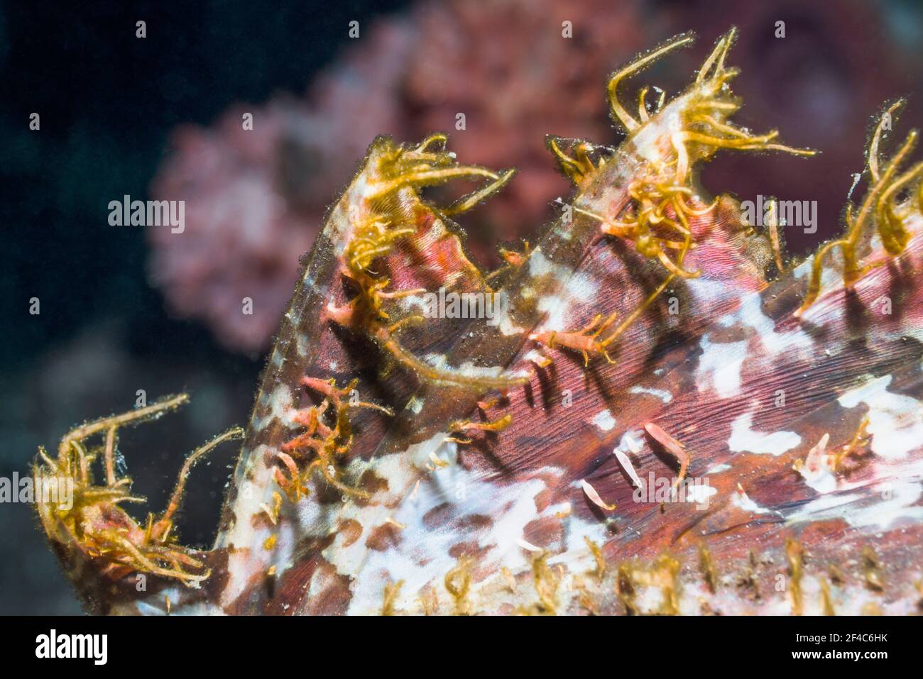 Puntas de las espinas venenosas en la aleta dorsal de un pez escorpiones. Tulamben, Bali, Indonesia. Foto de stock