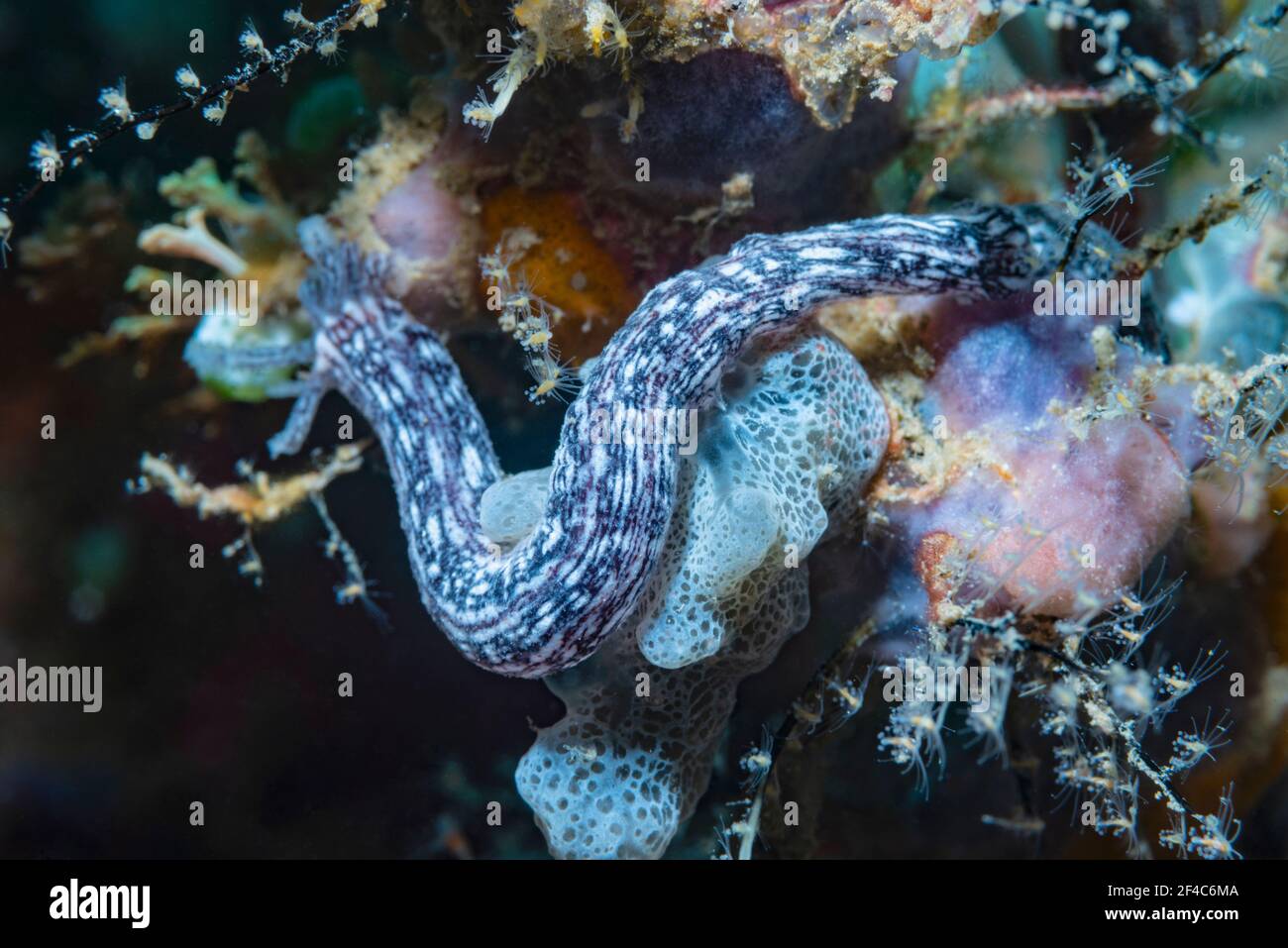 Pepino de mar [Synaptula lamperti]. Estrecho de Lembeh, Sulawesi del Norte, Indonesia. Foto de stock