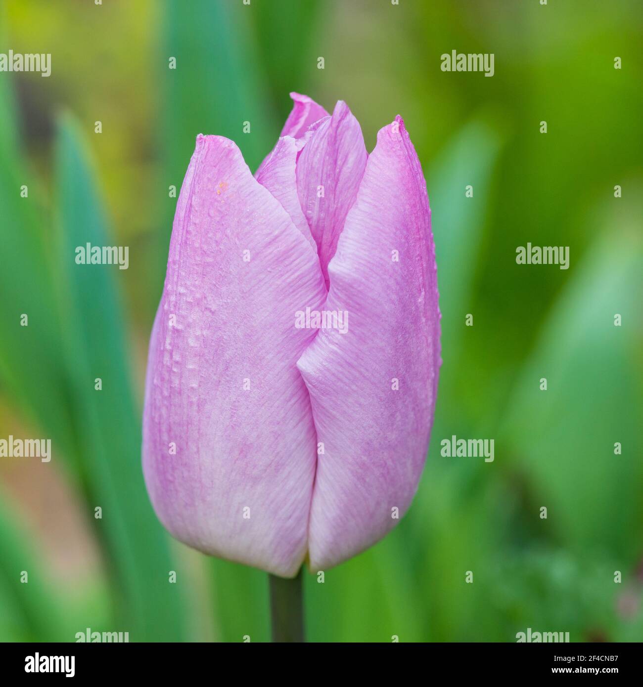 Reina rosa de la noche fotografías e imágenes de alta resolución - Alamy