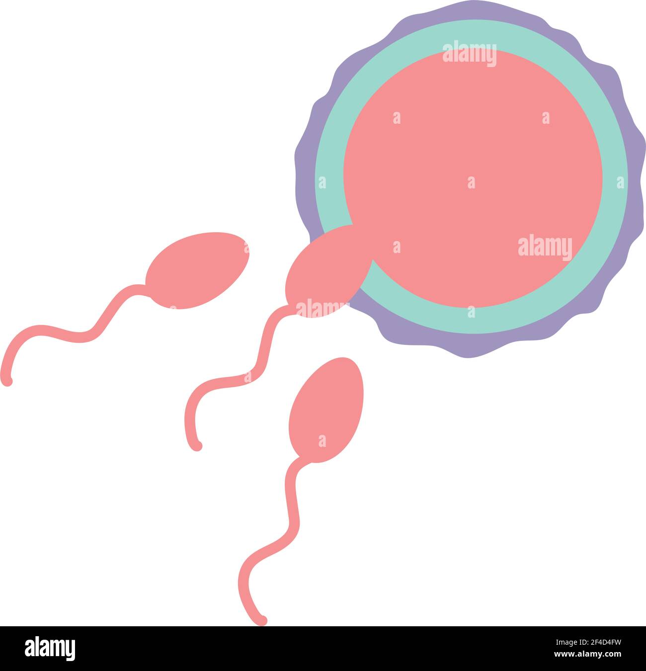 óvulo y esperma Imagen Vector de stock - Alamy