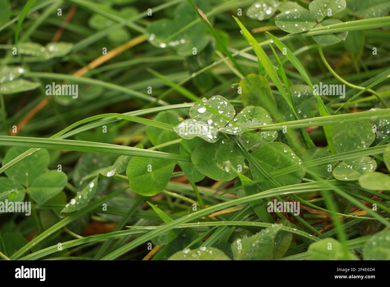 Rocío fresco en hierba verde y follaje en el medio De un campo de Gloucestershire Foto de stock