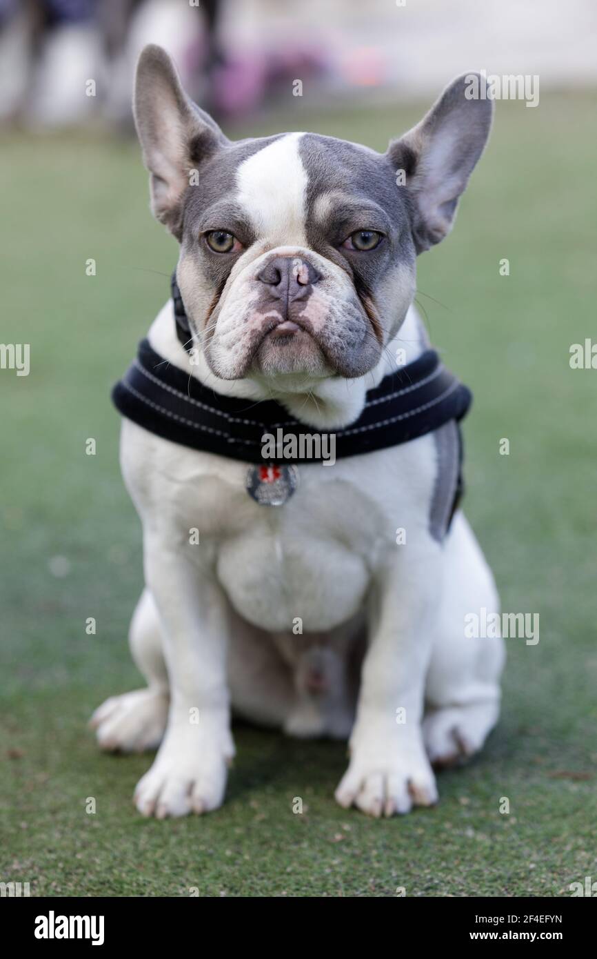Cute old french bulldog sitting fotografías e imágenes de alta resolución -  Página 3 - Alamy