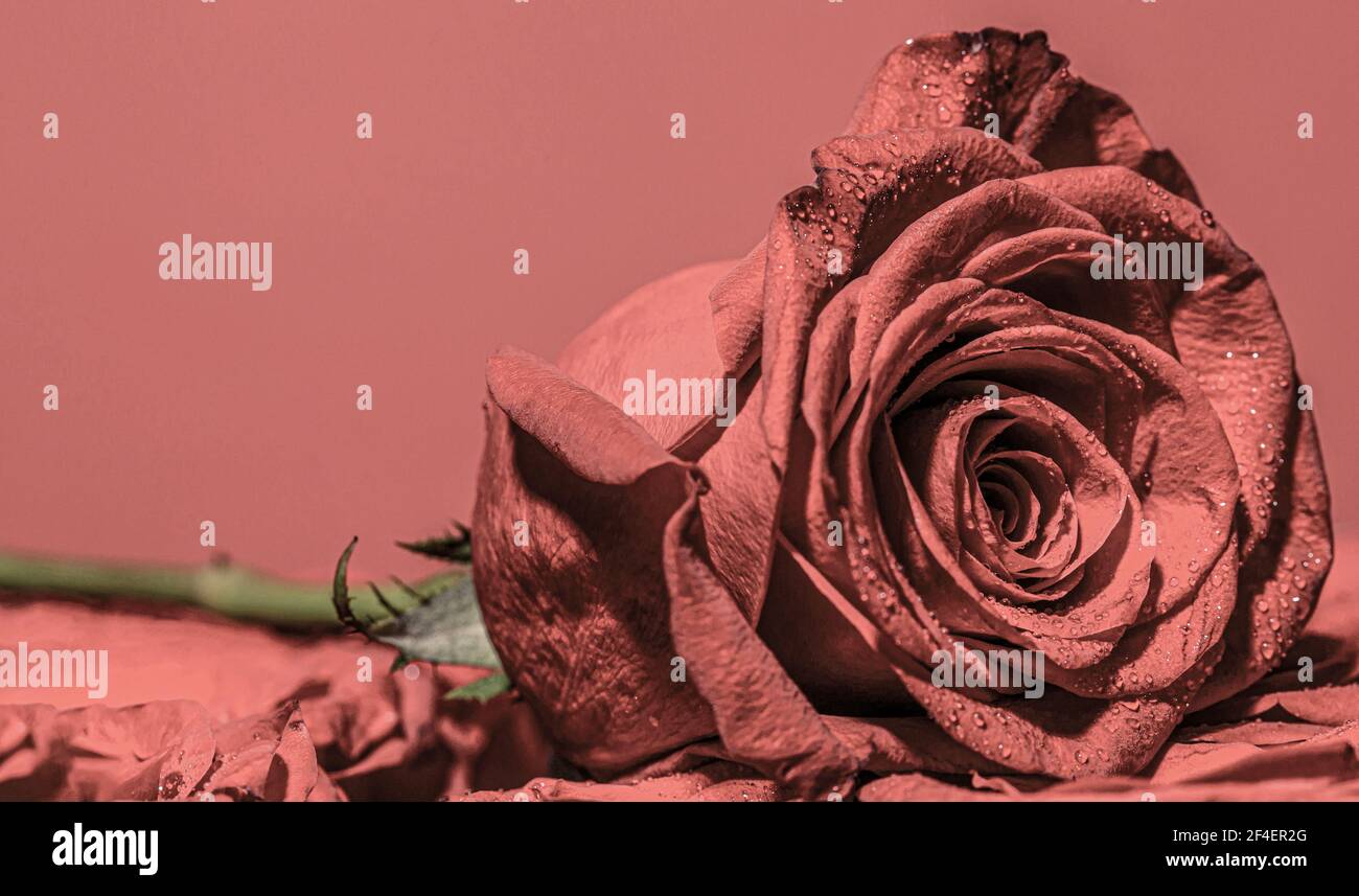 Rosas brillantes fotografías e imágenes de alta resolución - Alamy