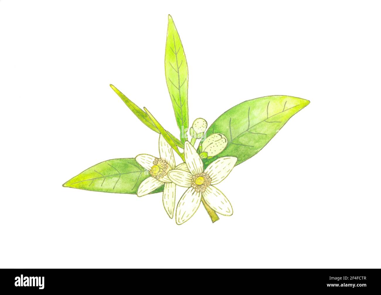 Planta botánica de dibujo de citricos fotografías e imágenes de alta