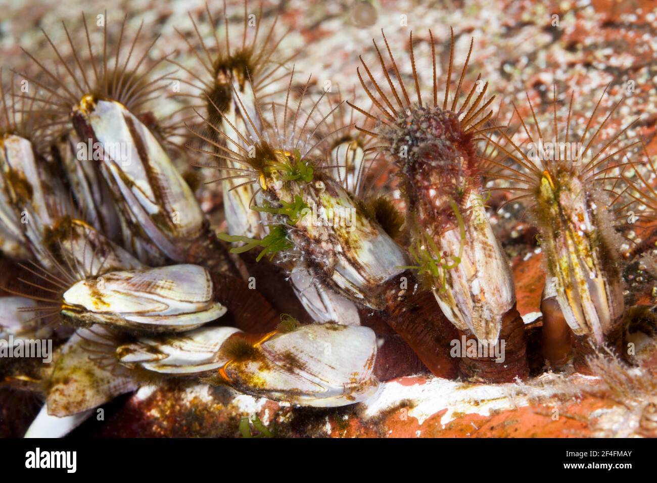 Barnacles (Lepas anatifera) en el casco, Islas de Florida, Islas Salomón Foto de stock