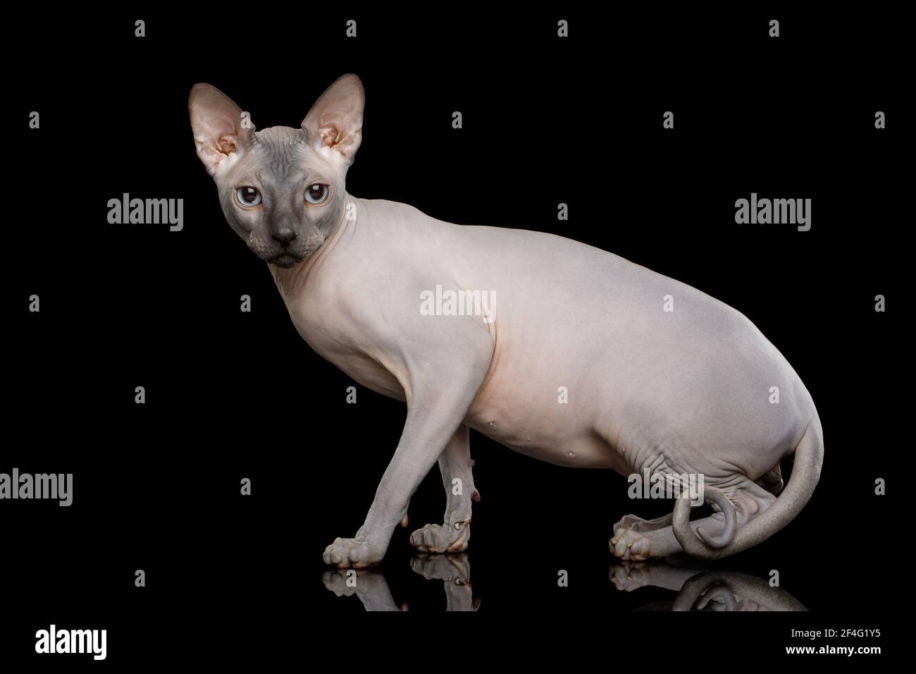 Sphynx Gato con la cola torcida de pie en la vista lateral fondo negro aislado Foto de stock