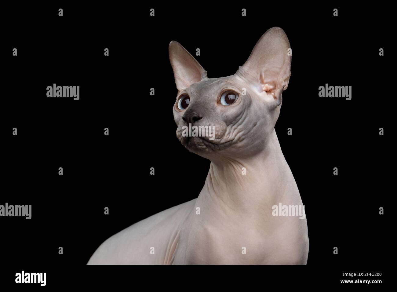 Retrato de Sphynx Gato con ojos azules en negro aislado antecedentes Foto de stock