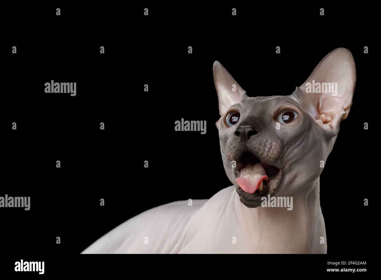 Divertido retrato del gato amazement Sphynx con boca abierta mirando sobre fondo negro aislado Foto de stock