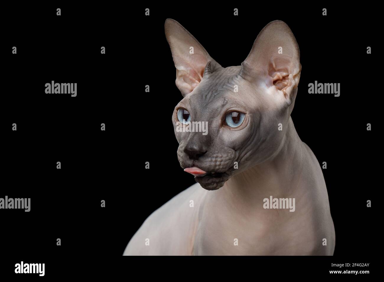 Retrato divertido del gato Sphynx con la lengua mirando al lado sobre fondo negro aislado Foto de stock